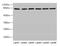 Calpain 1 antibody, CSB-PA004490LA01HU, Cusabio, Western Blot image 