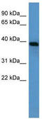 Alpha-1-Microglobulin/Bikunin Precursor antibody, TA346300, Origene, Western Blot image 