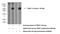 TNF Receptor Associated Factor 1 antibody, 26845-1-AP, Proteintech Group, Western Blot image 