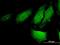 RAS Like Estrogen Regulated Growth Inhibitor antibody, H00085004-M03, Novus Biologicals, Immunofluorescence image 