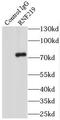 RING finger protein 219 antibody, FNab07352, FineTest, Immunoprecipitation image 