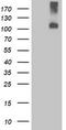 Leucine Rich Repeat Containing G Protein-Coupled Receptor 4 antibody, CF503215, Origene, Western Blot image 