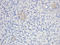 Collagen Type III Alpha 1 Chain antibody, orb304041, Biorbyt, Immunohistochemistry paraffin image 