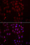 Frizzled Related Protein antibody, 22-337, ProSci, Immunofluorescence image 