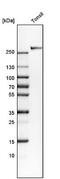 Complement C3b/C4b Receptor 1 (Knops Blood Group) antibody, NBP2-13872, Novus Biologicals, Western Blot image 