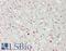 Ubiquitin Specific Peptidase 10 antibody, LS-B14418, Lifespan Biosciences, Immunohistochemistry paraffin image 