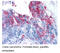 Adhesion G Protein-Coupled Receptor A2 antibody, MBS194439, MyBioSource, Immunohistochemistry frozen image 