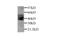 Serpin Family E Member 1 antibody, GTX27205, GeneTex, Western Blot image 