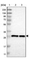 Transmembrane protein 234 antibody, PA5-53271, Invitrogen Antibodies, Western Blot image 