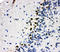 MYB Proto-Oncogene Like 2 antibody, LS-C313064, Lifespan Biosciences, Immunohistochemistry frozen image 