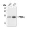 Proteasome Activator Subunit 1 antibody, PA5-17293, Invitrogen Antibodies, Western Blot image 