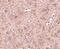 Ceramide Synthase 6 antibody, 4941, ProSci, Immunohistochemistry frozen image 