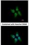 Kelch Domain Containing 4 antibody, PA5-30756, Invitrogen Antibodies, Immunofluorescence image 