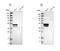 Keratin 23 antibody, NBP1-85597, Novus Biologicals, Western Blot image 