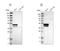 Keratin, type I cytoskeletal 23 antibody, NBP1-85597, Novus Biologicals, Western Blot image 