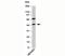 Autophagy Related 4B Cysteine Peptidase antibody, 33-064, ProSci, Western Blot image 