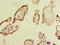 Myoneurin antibody, orb355779, Biorbyt, Immunohistochemistry paraffin image 