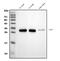 T Cell Immunoreceptor With Ig And ITIM Domains antibody, A01962-1, Boster Biological Technology, Western Blot image 