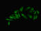 Heterogeneous Nuclear Ribonucleoprotein L antibody, LS-C369787, Lifespan Biosciences, Immunofluorescence image 