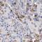 Fukutin antibody, FNab03240, FineTest, Immunohistochemistry frozen image 