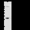 Capping Actin Protein Of Muscle Z-Line Subunit Beta antibody, 107673-T32, Sino Biological, Western Blot image 