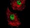 FUS RNA Binding Protein antibody, PA5-23696, Invitrogen Antibodies, Immunofluorescence image 