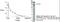 Apoptotic chromatin condensation inducer in the nucleus antibody, NB500-216, Novus Biologicals, Western Blot image 