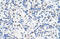 IKAROS Family Zinc Finger 3 antibody, 28-994, ProSci, Immunohistochemistry paraffin image 