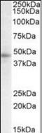 Signal Transducing Adaptor Family Member 2 antibody, orb96396, Biorbyt, Western Blot image 