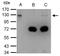 Damage Specific DNA Binding Protein 1 antibody, GTX100130, GeneTex, Immunoprecipitation image 