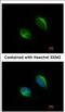 TRNA-YW Synthesizing Protein 1 Homolog antibody, NBP2-20772, Novus Biologicals, Immunofluorescence image 