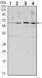 Cyclin B1 antibody, abx011854, Abbexa, Enzyme Linked Immunosorbent Assay image 