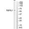 Transcription Factor 7 Like 1 antibody, A05152, Boster Biological Technology, Western Blot image 