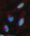 Ring Finger Protein 20 antibody, ab32629, Abcam, Immunofluorescence image 