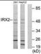 Iroquois Homeobox 2 antibody, orb94904, Biorbyt, Western Blot image 