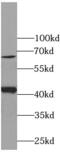 Connexin-43 antibody, FNab01861, FineTest, Western Blot image 