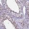 RAN Binding Protein 3 antibody, HPA043389, Atlas Antibodies, Immunohistochemistry frozen image 
