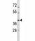 RAD51 Paralog C antibody, F44332-0.4ML, NSJ Bioreagents, Western Blot image 