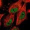 Nucleoporin 37 antibody, PA5-66007, Invitrogen Antibodies, Immunofluorescence image 