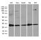 RAN Binding Protein 1 antibody, LS-C795996, Lifespan Biosciences, Western Blot image 