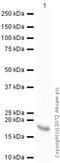 Fatty Acid Binding Protein 3 antibody, ab45966, Abcam, Western Blot image 