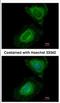 UPF2 Regulator Of Nonsense Mediated MRNA Decay antibody, NBP2-20813, Novus Biologicals, Immunofluorescence image 