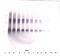 Interleukin 2 antibody, 38-204, ProSci, Western Blot image 