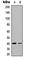 TNF Superfamily Member 8 antibody, abx133160, Abbexa, Western Blot image 