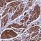 G Protein Subunit Gamma 11 antibody, NBP1-81811, Novus Biologicals, Immunohistochemistry frozen image 