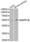 CDw293 antibody, STJ22820, St John