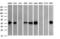 THUMP Domain Containing 1 antibody, M13443, Boster Biological Technology, Western Blot image 