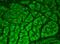 Calcium/Calmodulin Dependent Protein Kinase II Alpha antibody, GTX41977, GeneTex, Immunohistochemistry paraffin image 