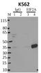 Eukaryotic Translation Initiation Factor 2 Subunit Alpha antibody, AHO0802, Invitrogen Antibodies, Immunoprecipitation image 
