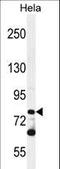 Protocadherin Beta 10 antibody, LS-C163427, Lifespan Biosciences, Western Blot image 